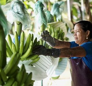 Влияние-мятежа-в-Эквадоре-на-поставки-бананов-оценили