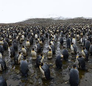 В-Антарктиде-обнаружили-неизвестные-колонии-пингвинов