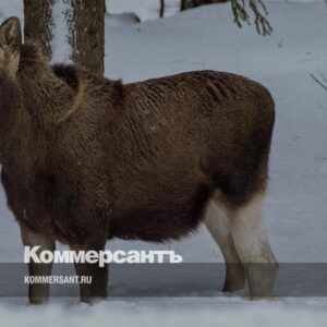 Сердце-лося-под-прицелом-//-Полицейским,-не-остановившим-незаконную-охоту,-не-удалось-восстановиться-на-службе