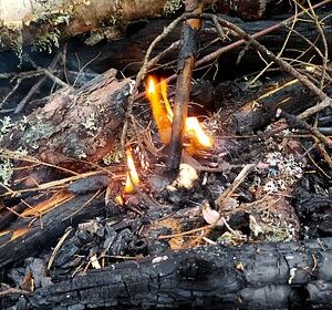 В-ЛНР-нашли-доказательства-намеренного-уничтожения-Киевом-лесов-в-Донбассе