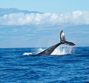 Ученые-поговорили-с-китами-в-надежде-научиться-понимать-пришельцев